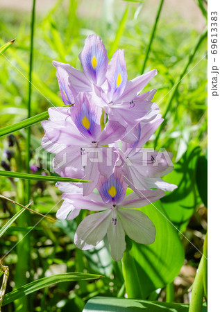 Water Hyacinth Flower (or Eichhornia Crassipes is botanical name) is Bloom in the Sunlight on Summer Season. 69613383
