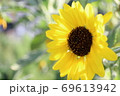 ひまわり 69613942