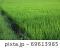 夏の田んぼ 69613985