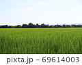 夏の田んぼ 69614003