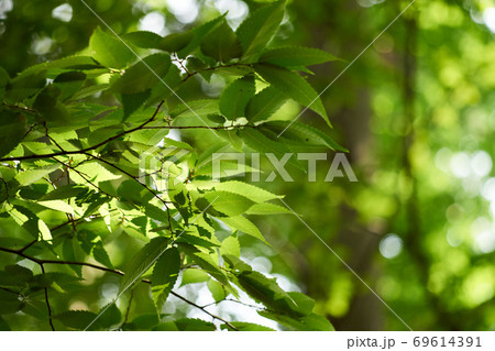 枝 葉のアップ 日差しを受けて 透ける 爽やかな背景素材 の写真素材 枝 葉のアップ 日差しを受けて 透ける 爽やかな背景素材 の写真素材