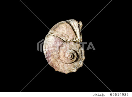 ocean shell on black background 69614985