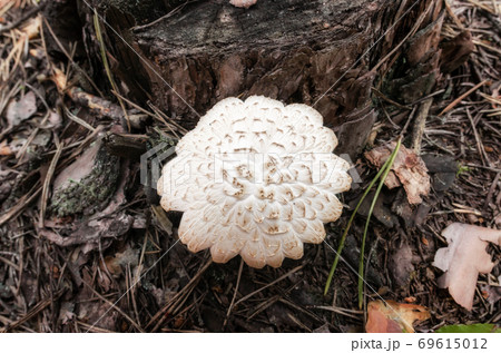 mushroom in the coniferous forest close up mushroom in the coniferous forest close up 69615012