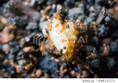 ご飯粒に群がるアリ 69615171