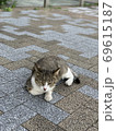 ネコ 69615187