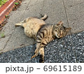 くつろぎネコ 69615189