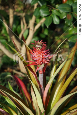 花パインの写真素材