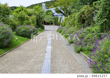 淡路夢舞台 秋の花々 淡路夢舞台 秋の花々 69615257