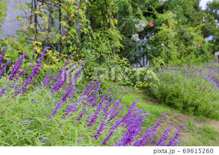 淡路夢舞台 秋の花々 淡路夢舞台 秋の花々 69615260