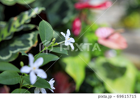 奇跡の星の植物館 69615715