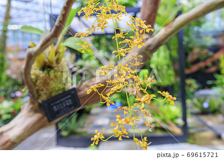 奇跡の星の植物館 69615721
