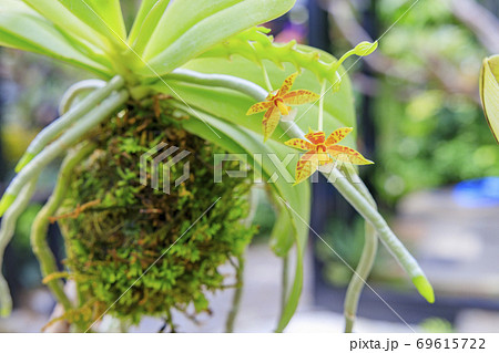 奇跡の星の植物館 奇跡の星の植物館 69615722