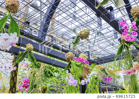 奇跡の星の植物館 69615725