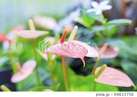 奇跡の星の植物館 奇跡の星の植物館 69615756