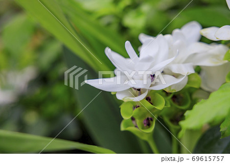 奇跡の星の植物館 奇跡の星の植物館 69615757