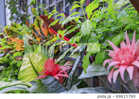 奇跡の星の植物館 奇跡の星の植物館 69615760