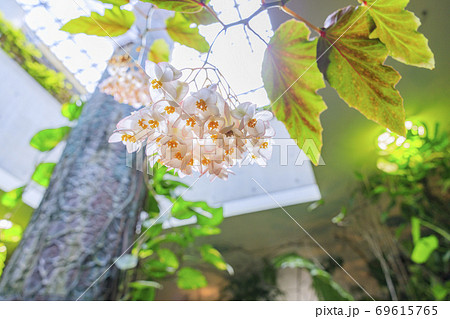 奇跡の星の植物館 69615765