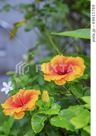 奇跡の星の植物館 69615769