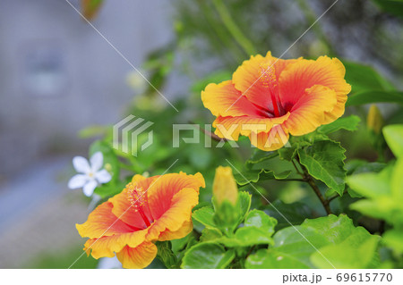 奇跡の星の植物館 69615770