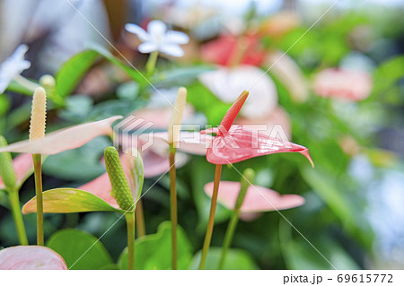 奇跡の星の植物館 奇跡の星の植物館 69615772