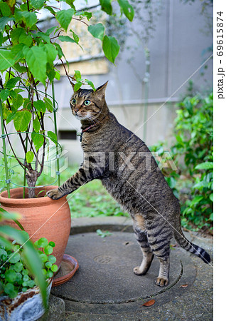 散歩中のキジトラ猫 散歩中のキジトラ猫 69615874