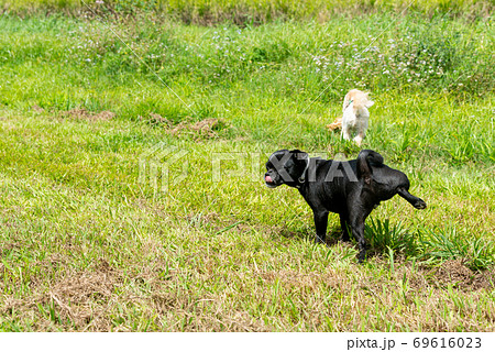 犬の動作 おしっこの写真素材