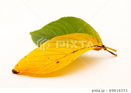 公園の桜から落ちた葉 公園の桜から落ちた葉 69616355