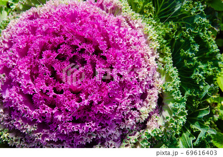 The Color Cabbage is Ornamental for Botanical Garden. 69616403