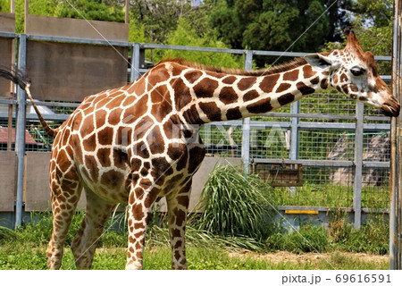 体の模様が美しい アミメキリン 日立かみね動物園 の動物大集合の写真素材