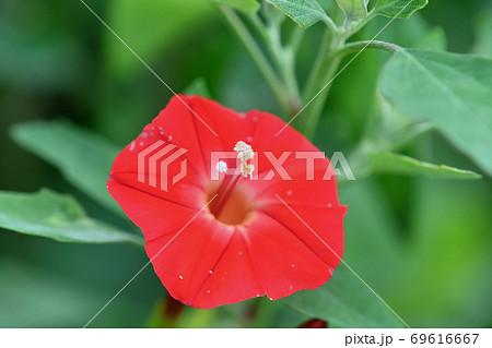 モミジバルコウ モミジバルコウ 69616667