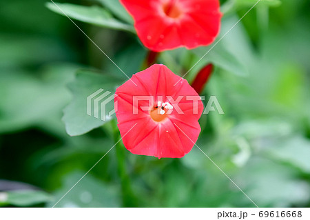 モミジバルコウ モミジバルコウ 69616668