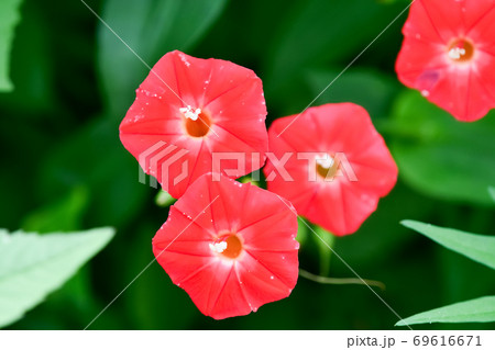 モミジバルコウ 69616671