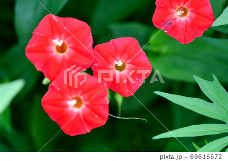 モミジバルコウ モミジバルコウ 69616672