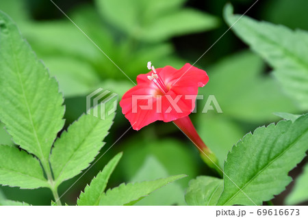 モミジバルコウ モミジバルコウ 69616673