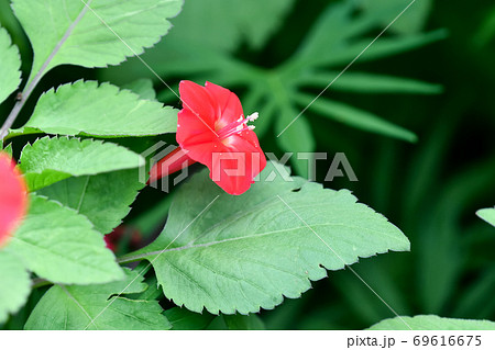 モミジバルコウ モミジバルコウ 69616675