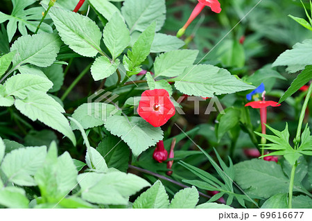 モミジバルコウ モミジバルコウ 69616677