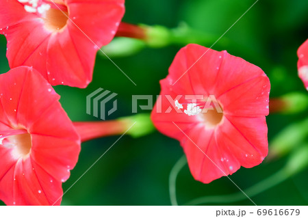 モミジバルコウ モミジバルコウ 69616679