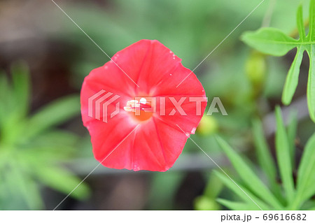 モミジバルコウ モミジバルコウ 69616682