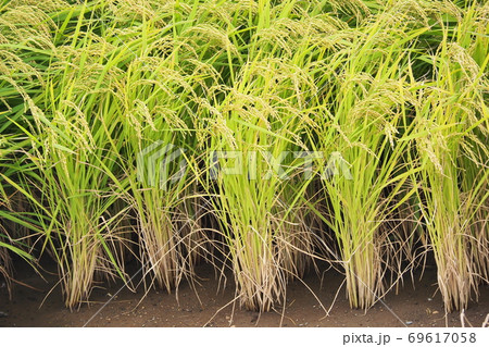 農業イメージ(稲作) 農業イメージ(稲作) 69617058