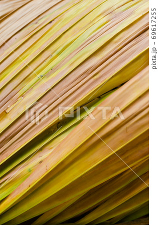 Texture of Dried Palm Leaf for Natural Background Used. 69617255