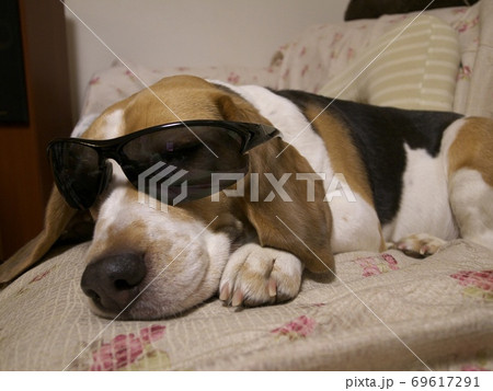 サングラスをかけるビーグル犬 69617291