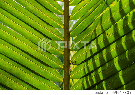 Coconut Leaf in Soft Focus for Close up to Detail. Coconut Leaf in Soft Focus for Close up to Detail. 69617305