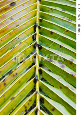 Coconut Leaf in Soft Focus for Close up to Detail. 69617314