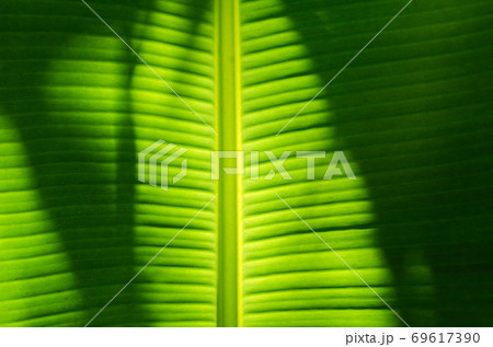 Texture of Banana Leaf in Close Up Detail for Natural Background. Texture of Banana Leaf in Close Up Detail for Natural Background. 69617390