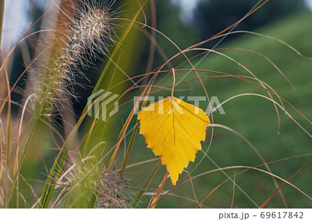 The beautiful lonely birch yellow leaf caught on a dry blade of grass closeup 69617842