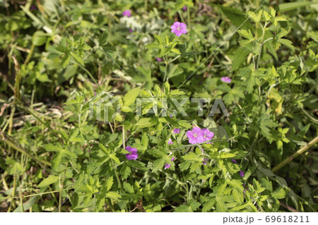 ゲンノショウコ 69618211