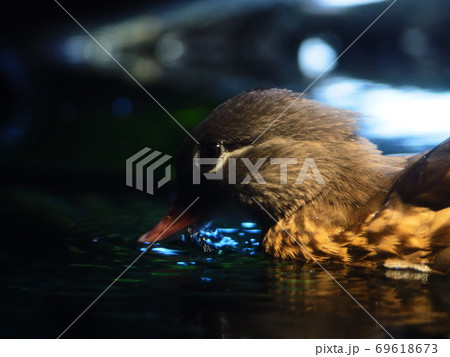 水鳥 69618673