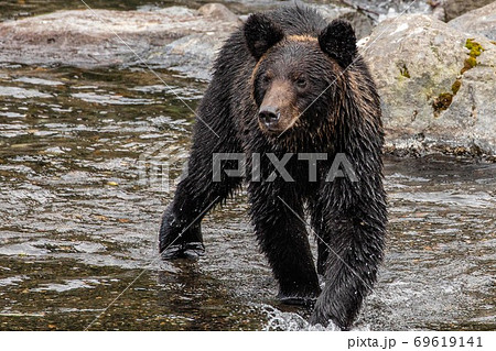 北海道知床半島　カラフトマスを探すヒグマ 69619141
