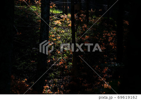 光に照らされた花　キツネノカミソリ 69619162