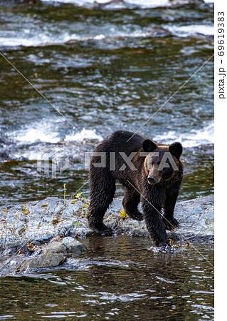 北海道知床半島 カラフトマスを探すヒグマの写真素材